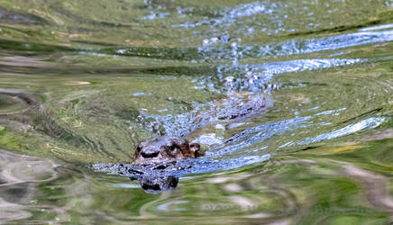 River Otter