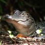 Baby Gator