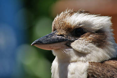 Kookaburra