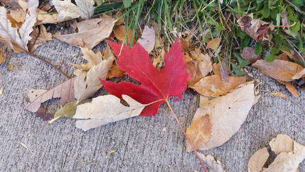 Red Leaf