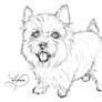 Norwich Terrier