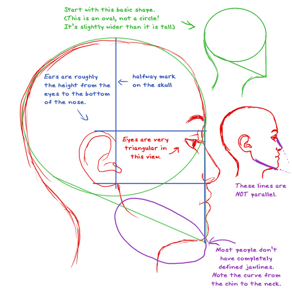 Profile anatomy tutorial