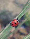 Ladybug no.2 by Andrea-Deah