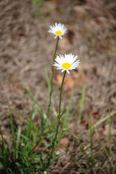 Wildflowers