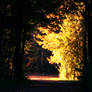 when the leaves falling