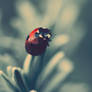 ladybug :.