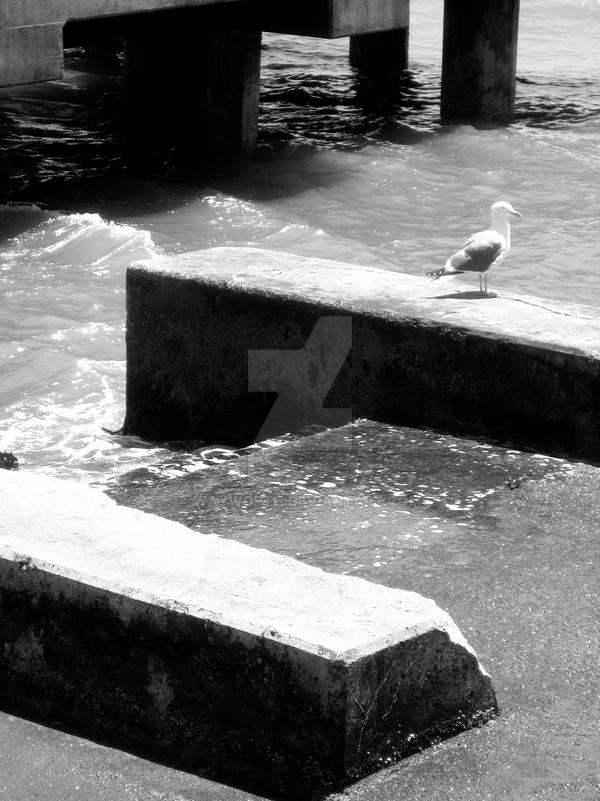 Gull Below the Pier