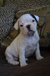 French Bulldog Stock by Mayli909