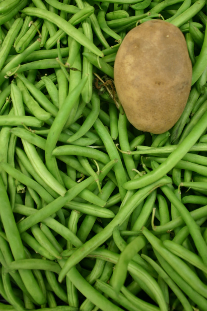 Potato Sprouts