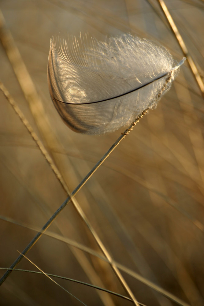 Feather In The Wind