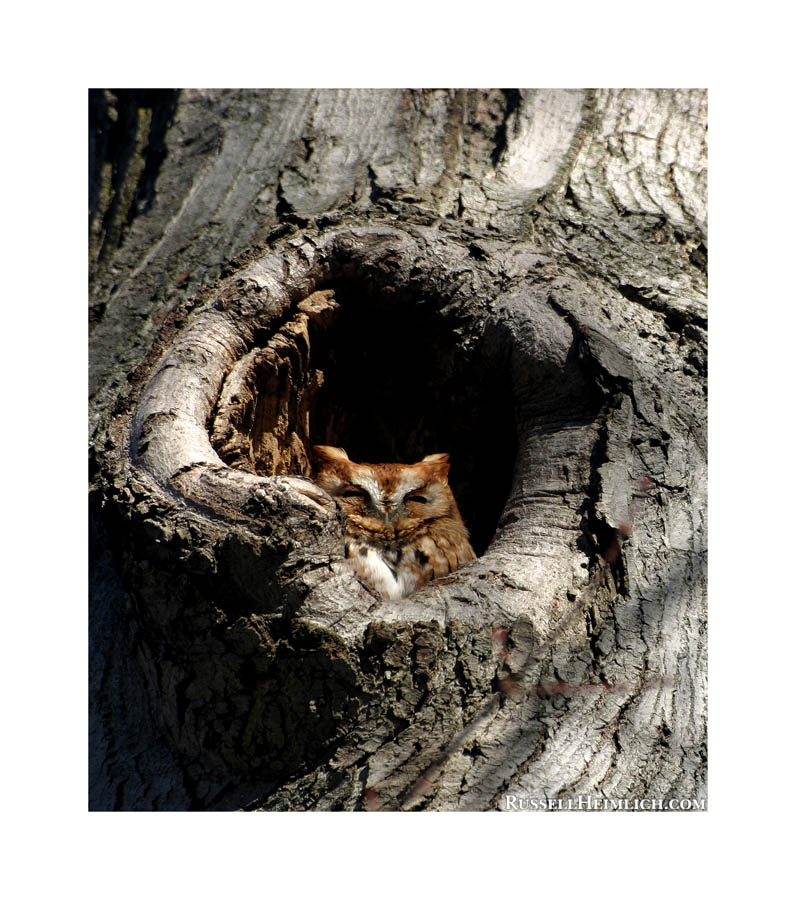 Eastern Screech Owl