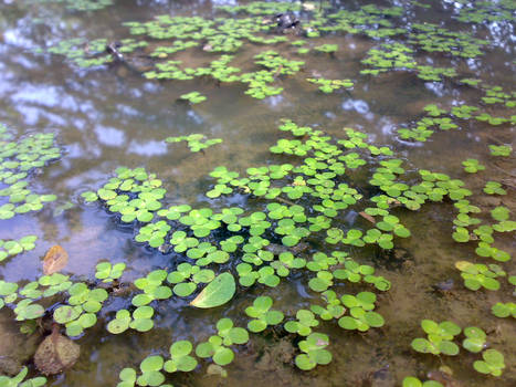 floating leaves