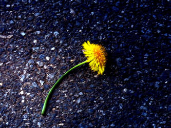 dead dandelion.