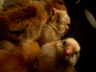 chicks