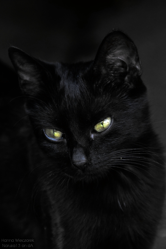 Black cat of Halloween