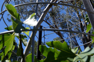 a plant in a wire cage