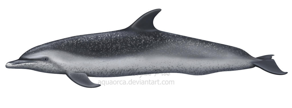 Pantropical Spotted Dolphin