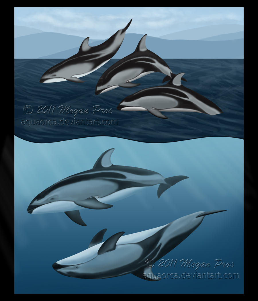 Pacific White-Sided Dolphins