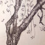 Cherry tree sketch