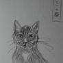 Opium the cat sketch II