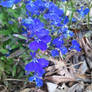 Blue Flower 1