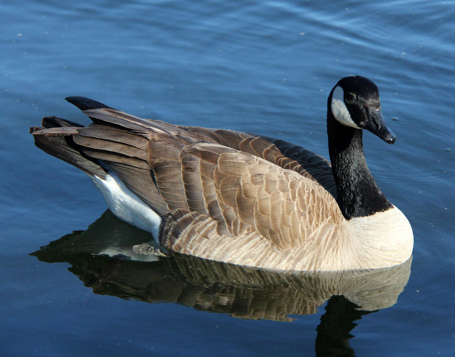 Oh, Canada Goose