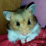 Larry the hamster
