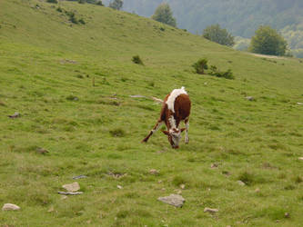 baby cow