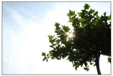 seeing summer in a tree