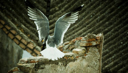 seagull's landing