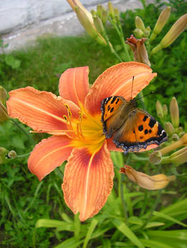 Orange lily, orange butterfly