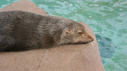 Sleepy Sea Lion