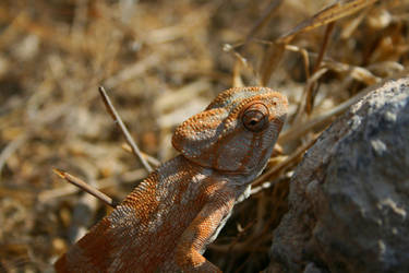 Yellow Chameleon #2