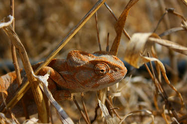 Yellow Chameleon #3