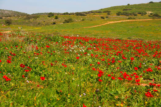 Red Anemone Field #1