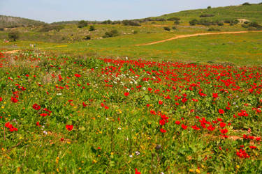 Red Anemone Field #1