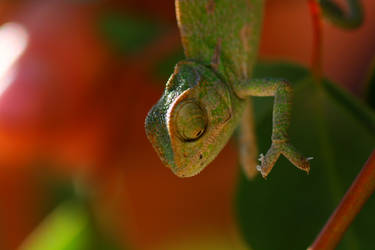 Green Chameleon #3