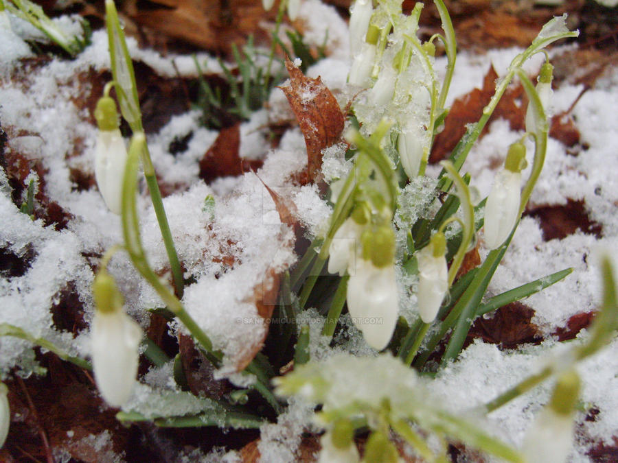 Snowy Spring Day by santomiguel01 on DeviantArt