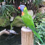 Rainbow Lorikeet 2