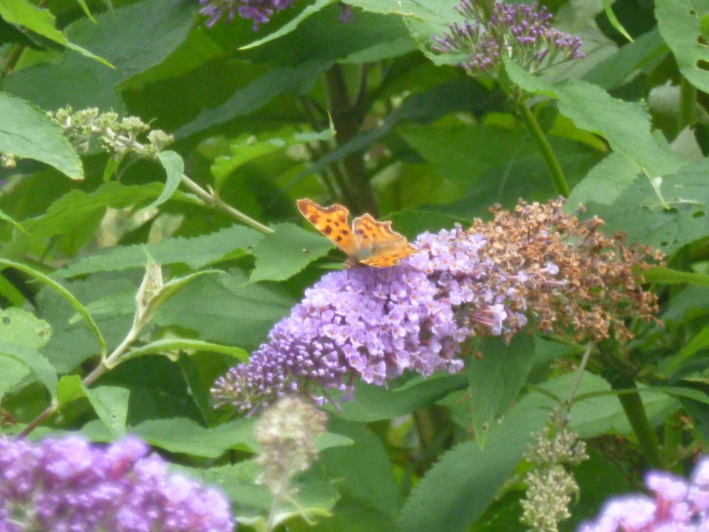 Comma Butterfly Feeding on Flowers 6