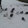 Winter Pigeons 8