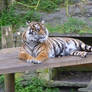 D.Z. Sumatran Tiger 15