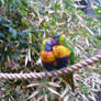 D.Z. Rainbow Lorikeets