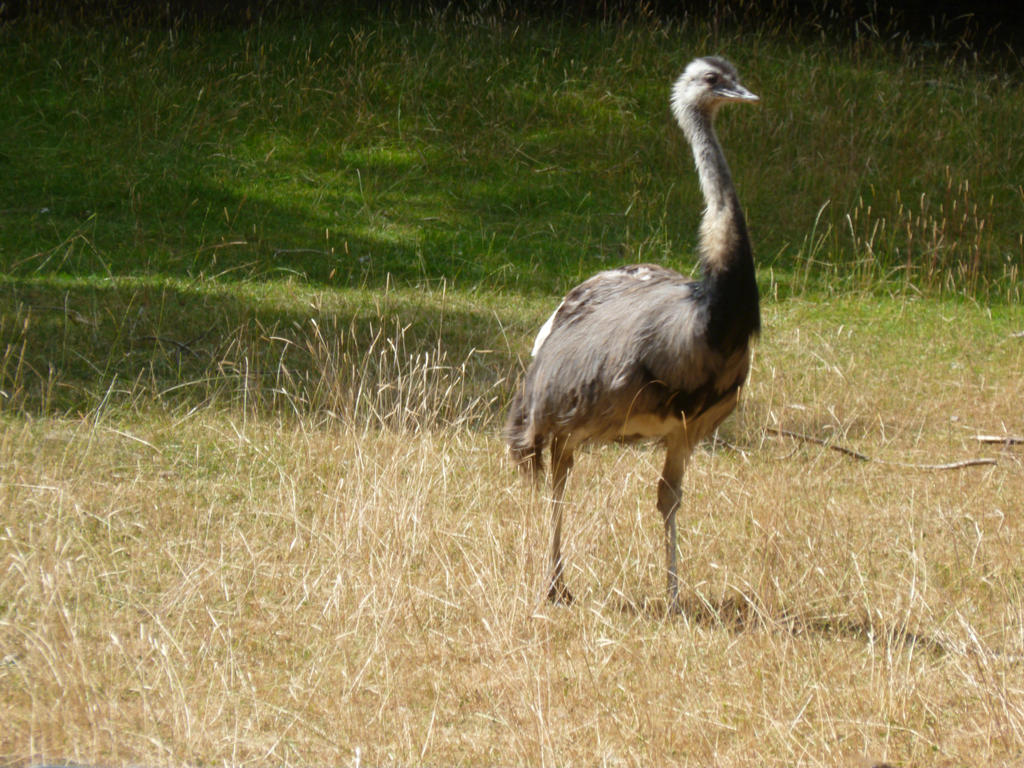 C Common Rhea D.Z. 2018 Common Rhea 4 by Captain-Art-hero on DeviantArt