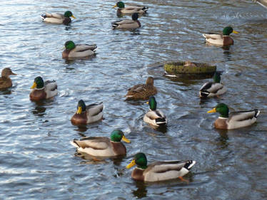 Mallards Everywhere 27