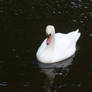 Mute Swan 13