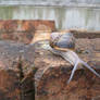 Garden Snail 25