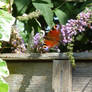 Peacock Butterfly Feeding on Flowers 21