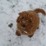 Puppy Bernard in the Snow 2