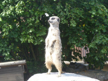 D.Z. 2022 Meerkat standing on Rock 5